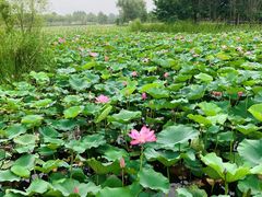 -羊亭河湿地公园