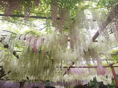 -嘉定紫藤园