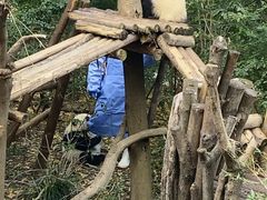 -成都大熊猫繁育研究基地