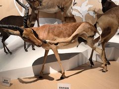 -陕西自然博物馆