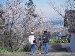 -樱桃山旅游景区