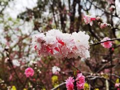 -南汇桃花村
