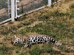 -西霞口神雕山野生动物世界