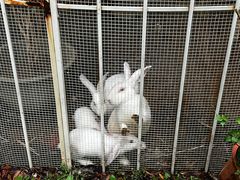 -福建鲤鱼洲酒店