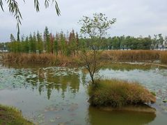 -艾溪湖湿地公园