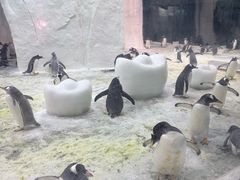 -大连圣亚海洋世界