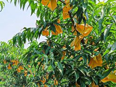 -老袁家蜜桃农场·阳山水蜜桃