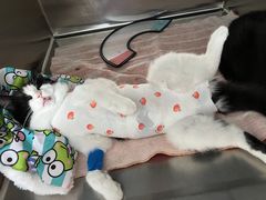 -艾贝尔宠物医院·24H转诊中心·肿瘤猫专科(江宁双龙店)