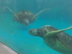 -海合安成都极地海洋公园