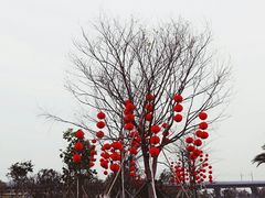 -宝安西湾红树林湿地公园