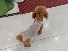 -派美特宠物医院·核磁CT·骨科肿瘤·疑难转诊(沈农禾丰店)