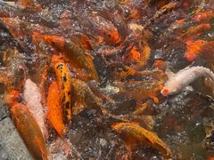 -上海第二工业大学(金海路校区)