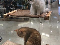 -momokira米努特·德文卷毛猫·棉花面纱犬
