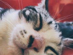 -独音唱片 Indie Music