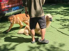 -宠物寄养训练学校