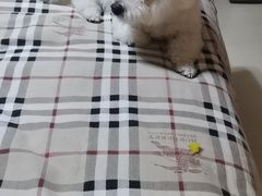 -波姐宠物家庭寄养