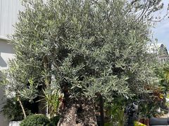 -自由生长植物工作室(深港花卉中心店)
