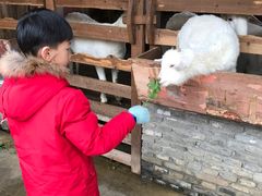 -前小桔亲子创意农场·草莓采摘·露营烧烤