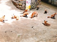 -宫城藏王狐狸村