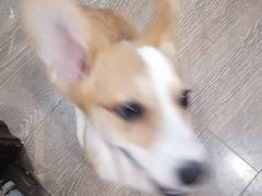 -浣熊柯尔鸭土拨鼠·电玩咖