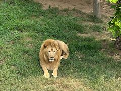 -西霞口神雕山野生动物世界