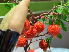-奔跑吧陕菜·盛世长安(民乐园万达店)