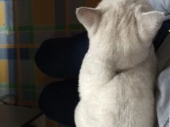 -艾贝尔宠物诊疗