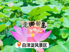-白洋淀景区