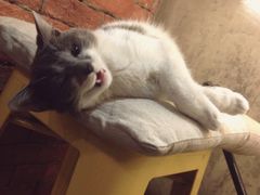 猫猫-MIKAKU(万达广场上海宝山店)