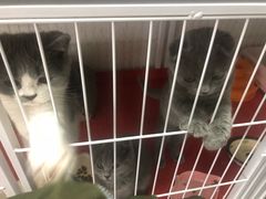 -我爱猫咪·猫咖·狗咖·安哥拉兔·羊驼咖(小寨华旗店)