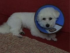 -米苏动物医院·犬猫专科·骨科外科内窥镜