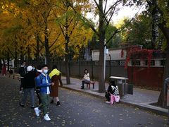 -三里屯东五街银杏大道