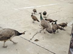 -西霞口神雕山野生动物世界