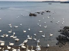 -烟墩角天鹅湖