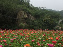 -金杏·粘卷子 烤鸭 农家菜