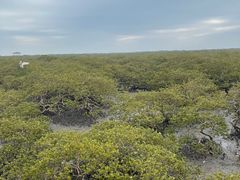 -北海金海湾红树林生态旅游区