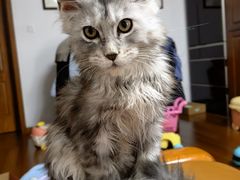 -十年猫舍·猫咪专门店(普陀店)