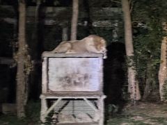 -清迈夜间动物园