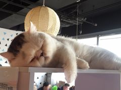 -Cappucimeow猫咪咖啡馆(韦伯时代店)