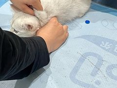 -艾贝尔宠物医院·24H转诊中心·肿瘤猫专科(江宁双龙店)