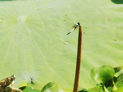 -艾溪湖湿地公园