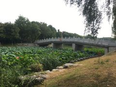 -大兴滨河森林公园