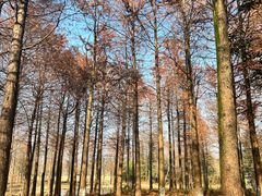 -西溪国家湿地公园