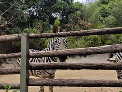 -泉州海丝野生动物世界