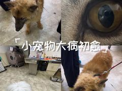 -美联众合动物医院·24h转诊中心