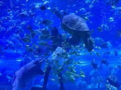 -秦皇岛新澳海底世界