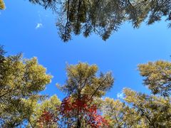 -塞罕坝国家级自然保护区