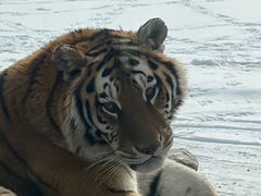 -威记烧嘢·南宁烧烤·超级生牛(绿地店)