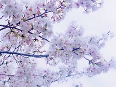 -南汇桃花村
