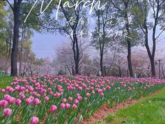 -东湖磨山景区樱花园-停车场